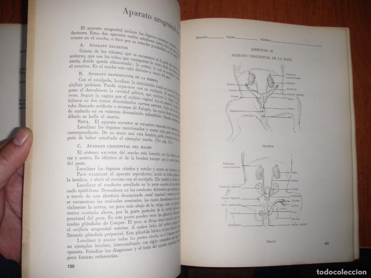 Libros de segunda mano: ZOOLOG&Iacute;OA MANUAL DE LABORATORIO SILVERNALE - Foto 4