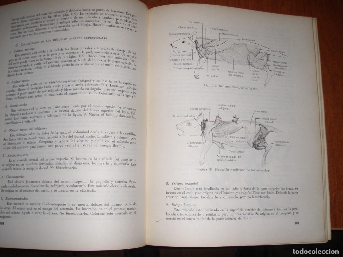 Libros de segunda mano: ZOOLOG&Iacute;OA MANUAL DE LABORATORIO SILVERNALE - Foto 5