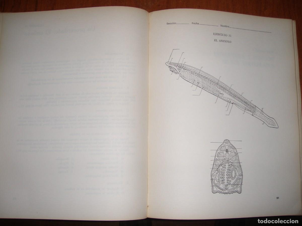 Libros de segunda mano: ZOOLOG&Iacute;OA MANUAL DE LABORATORIO SILVERNALE - Foto 6