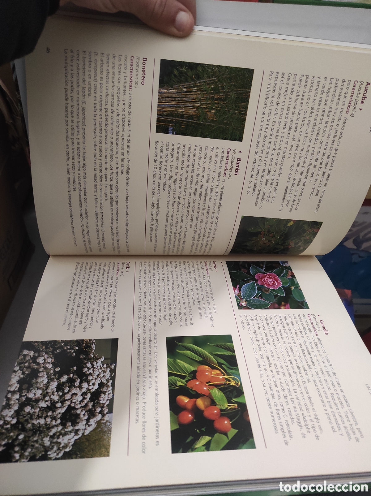 Libros de segunda mano: EL GRAN LIBRO DE LA JARDINERIA - EDICIONES RUEDA (PEDIDO MINIMO 5&euro;) - Foto 5