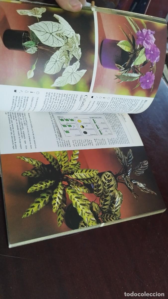 Libros de segunda mano: PLANTAS DE INTERIOR / ROB HERWIG / CJA 444 / BLUME - Foto 15