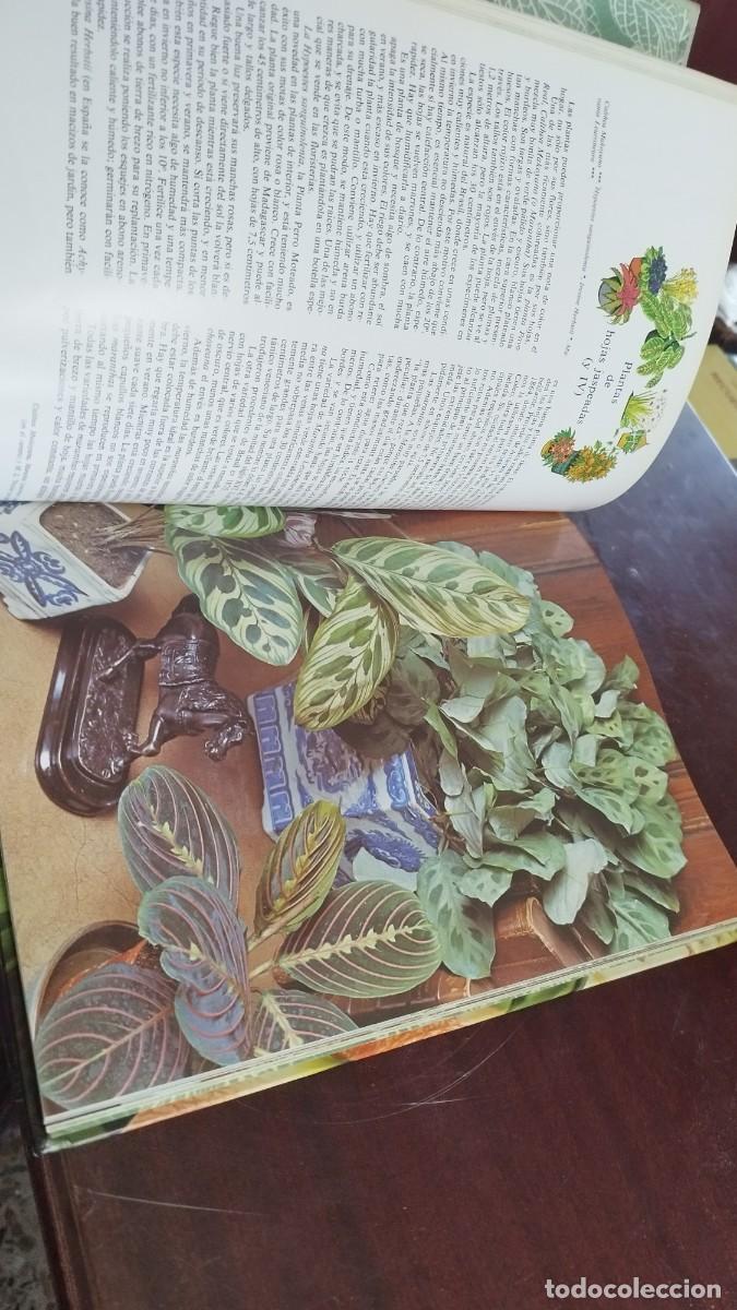 Libros de segunda mano: PLANTAS DE INTERIOR / ANN BONAR / CJA 444 / TELVA - Foto 13