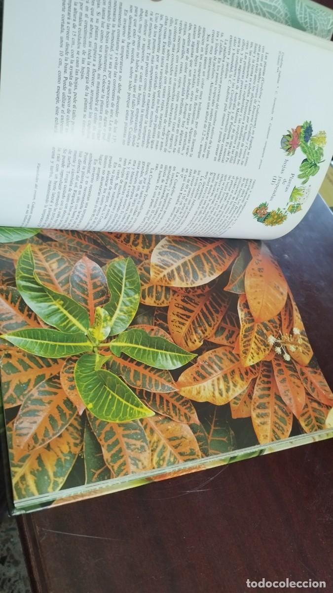 Libros de segunda mano: PLANTAS DE INTERIOR / ANN BONAR / CJA 444 / TELVA - Foto 14