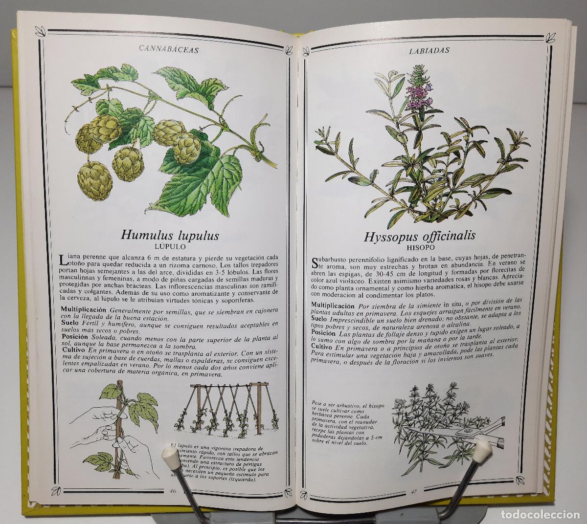 Libros de segunda mano: Hierbas aromaticas - A. Beckett, Kenneth - Foto 2