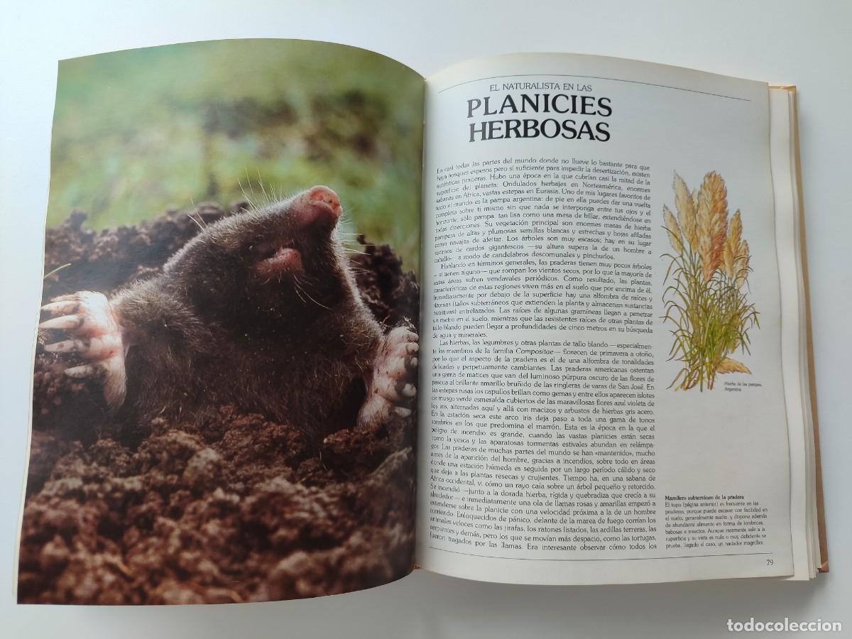 Libros de segunda mano: LIBRO GUIA DEL NATURALISTA GERALD DURRELL LEE DURRELL EDICI&Oacute;N 1982 - Foto 6