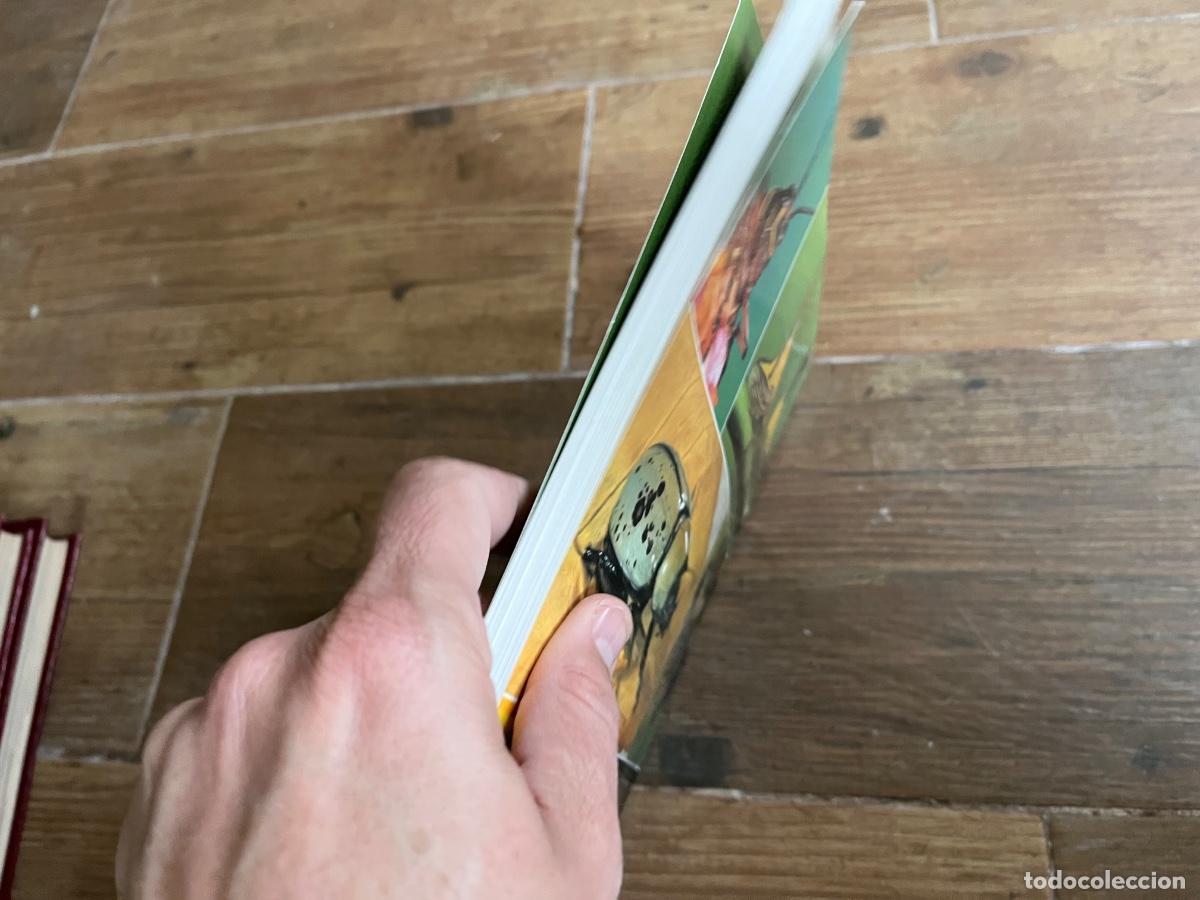 Libros de segunda mano: INSECTOS - FLORIDA FABULOSA - en ingl&eacute;s - Foto 4