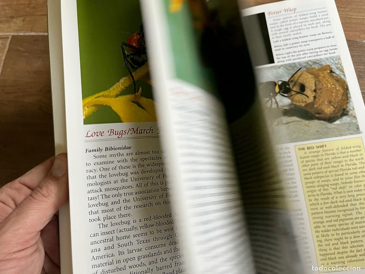 Libros de segunda mano: INSECTOS - FLORIDA FABULOSA - en ingl&eacute;s - Foto 5