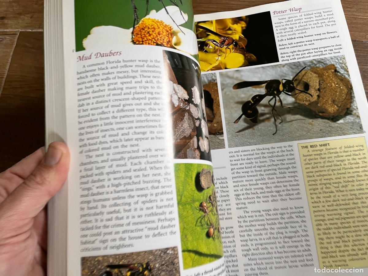 Libros de segunda mano: INSECTOS - FLORIDA FABULOSA - en ingl&eacute;s - Foto 6