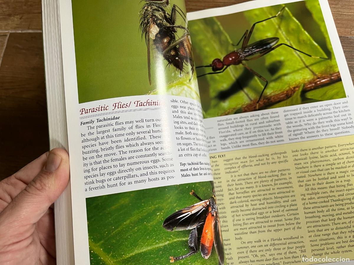 Libros de segunda mano: INSECTOS - FLORIDA FABULOSA - en ingl&eacute;s - Foto 8