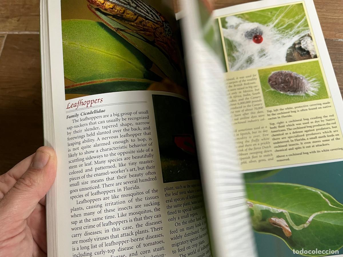 Libros de segunda mano: INSECTOS - FLORIDA FABULOSA - en ingl&eacute;s - Foto 9
