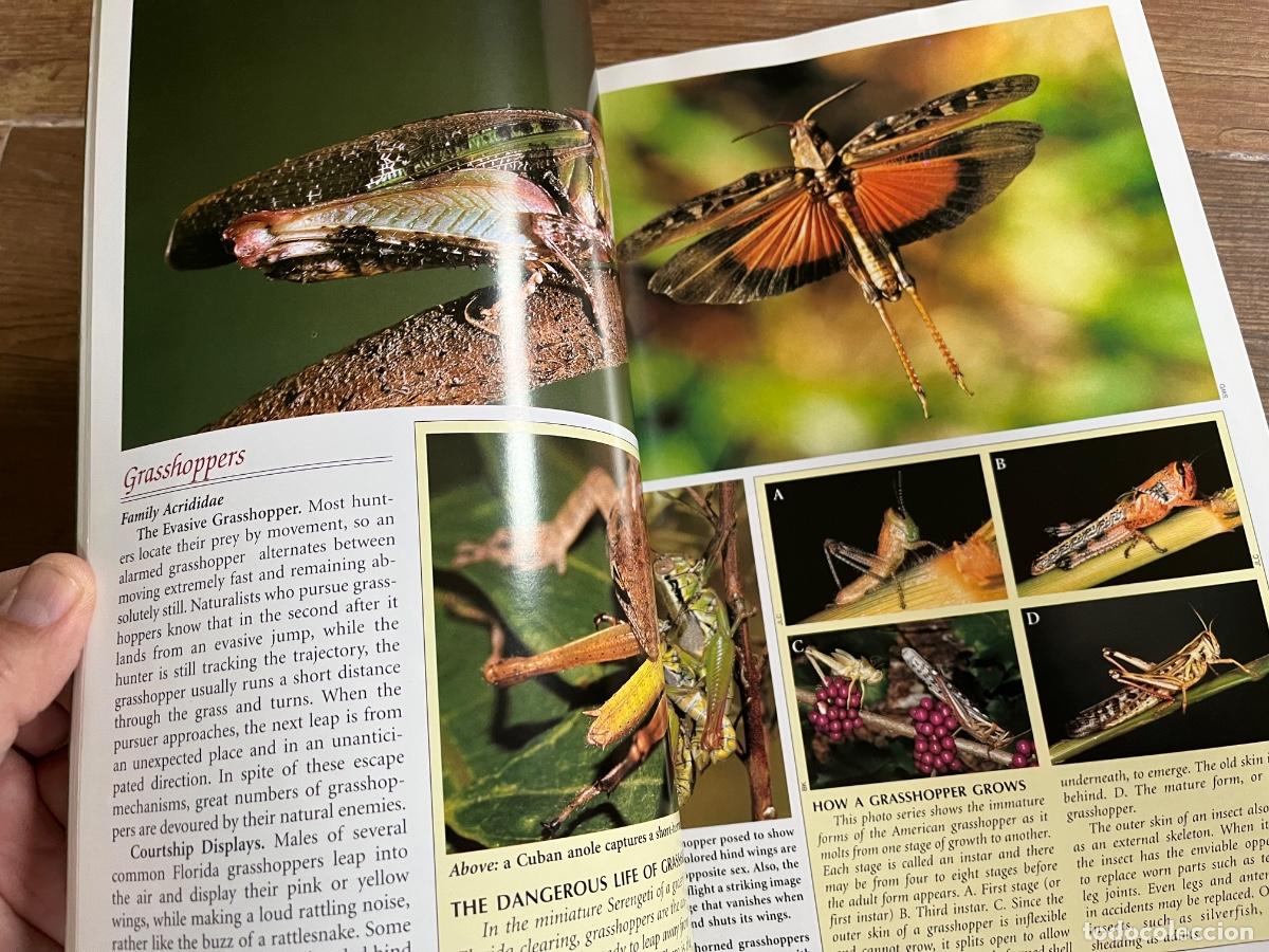 Libros de segunda mano: INSECTOS - FLORIDA FABULOSA - en ingl&eacute;s - Foto 10