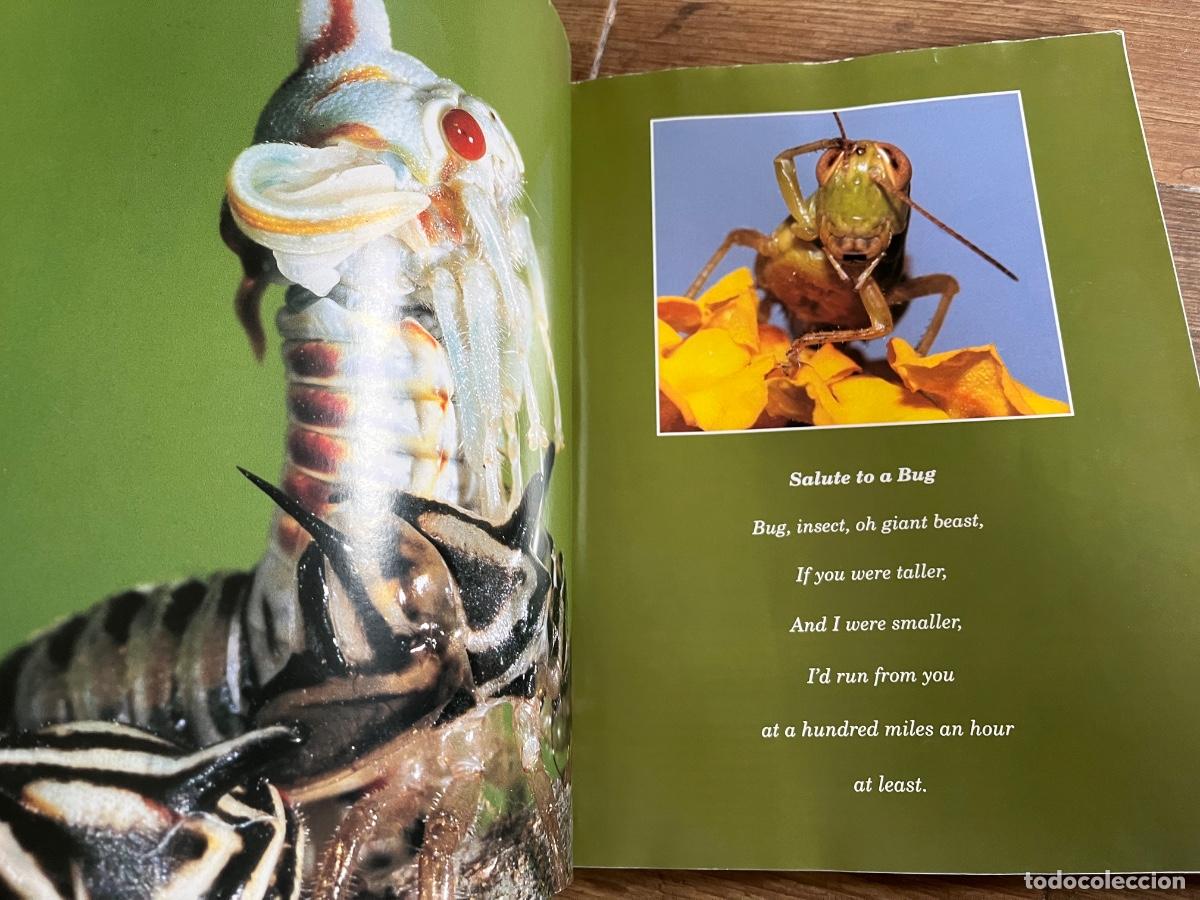 Libros de segunda mano: INSECTOS - FLORIDA FABULOSA - en ingl&eacute;s - Foto 11