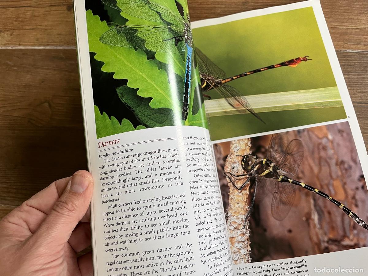 Libros de segunda mano: INSECTOS - FLORIDA FABULOSA - en ingl&eacute;s - Foto 12