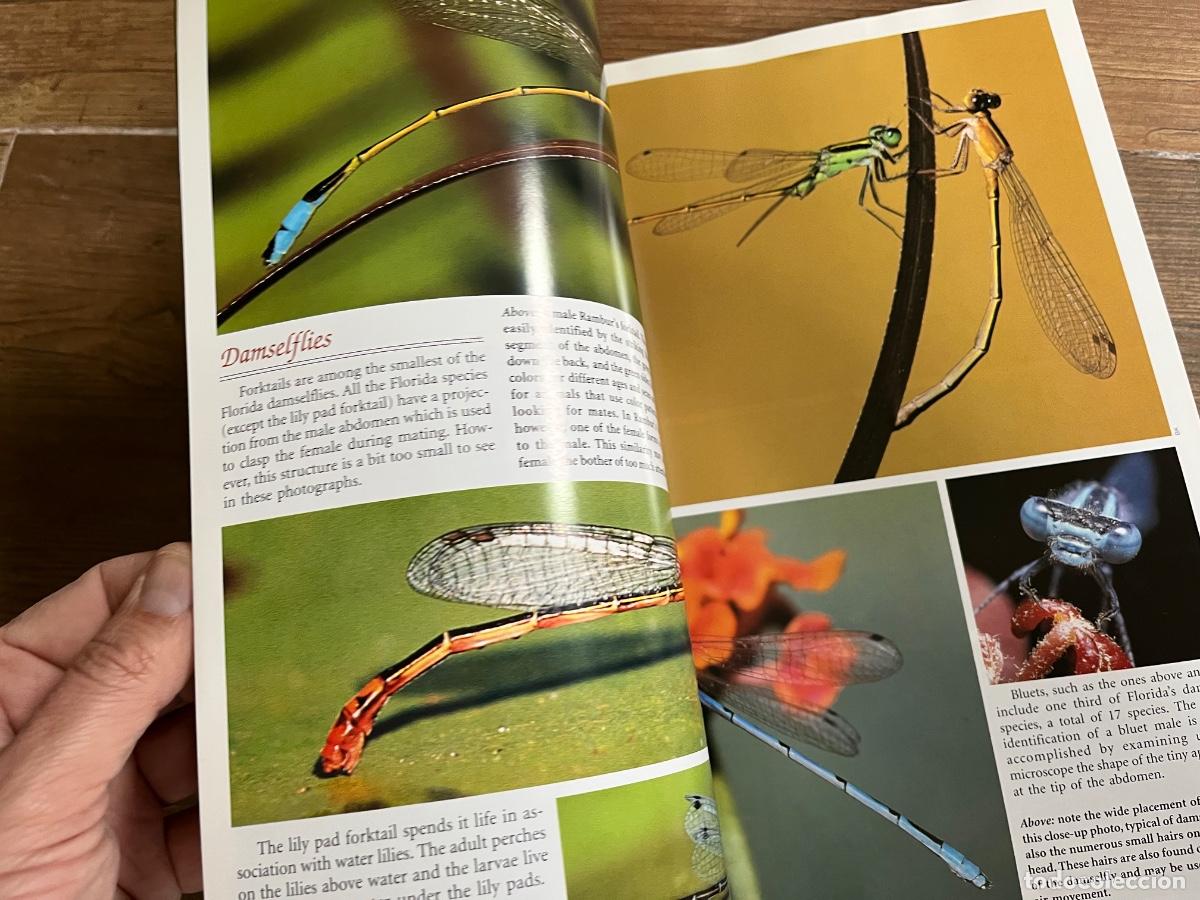 Libros de segunda mano: INSECTOS - FLORIDA FABULOSA - en ingl&eacute;s - Foto 13