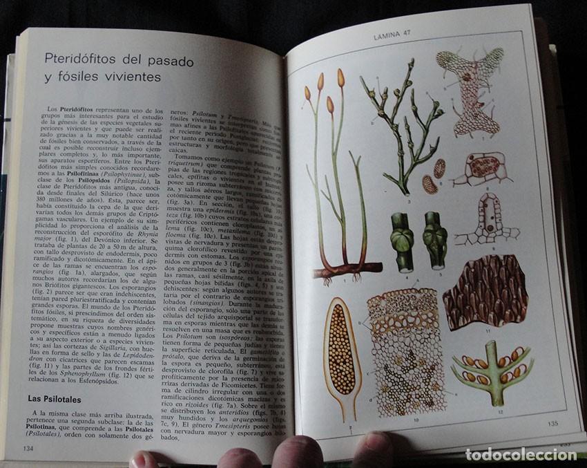 Libros de segunda mano: ATLAS DE BOTANICA - EDITORIAL TEIDE, 1973 - - Foto 3