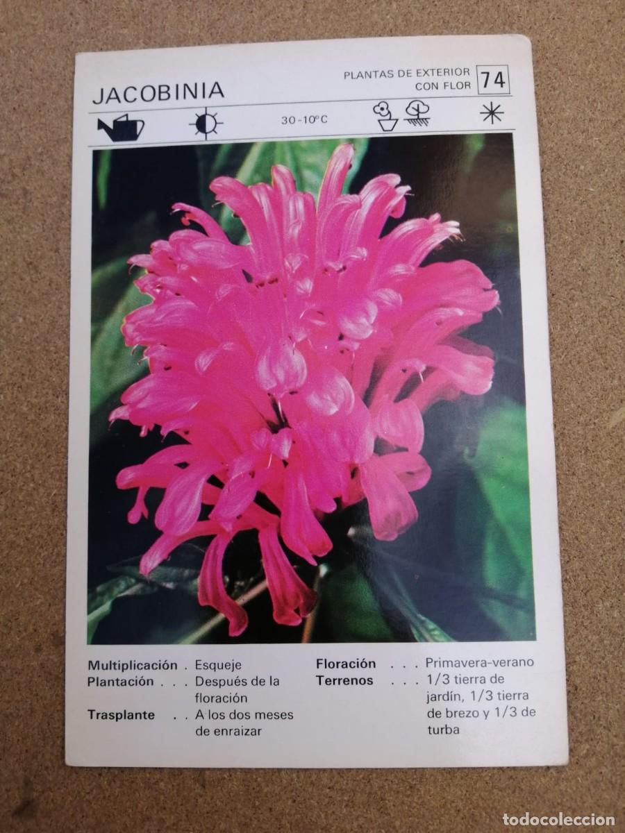 Libros de segunda mano: FICHA BOTANICA. JACOBINIA (NUMERO 74) EDITORIAL SALVAT - Foto 1