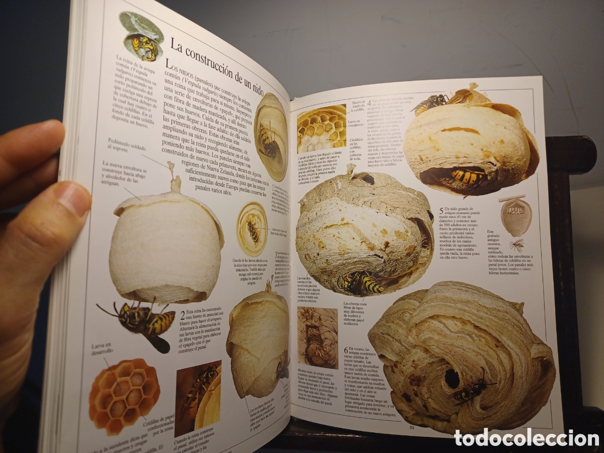 Libros de segunda mano: Los insectos/ VVAA/ Biblioteca Visual Altea, 1991 - Foto 5