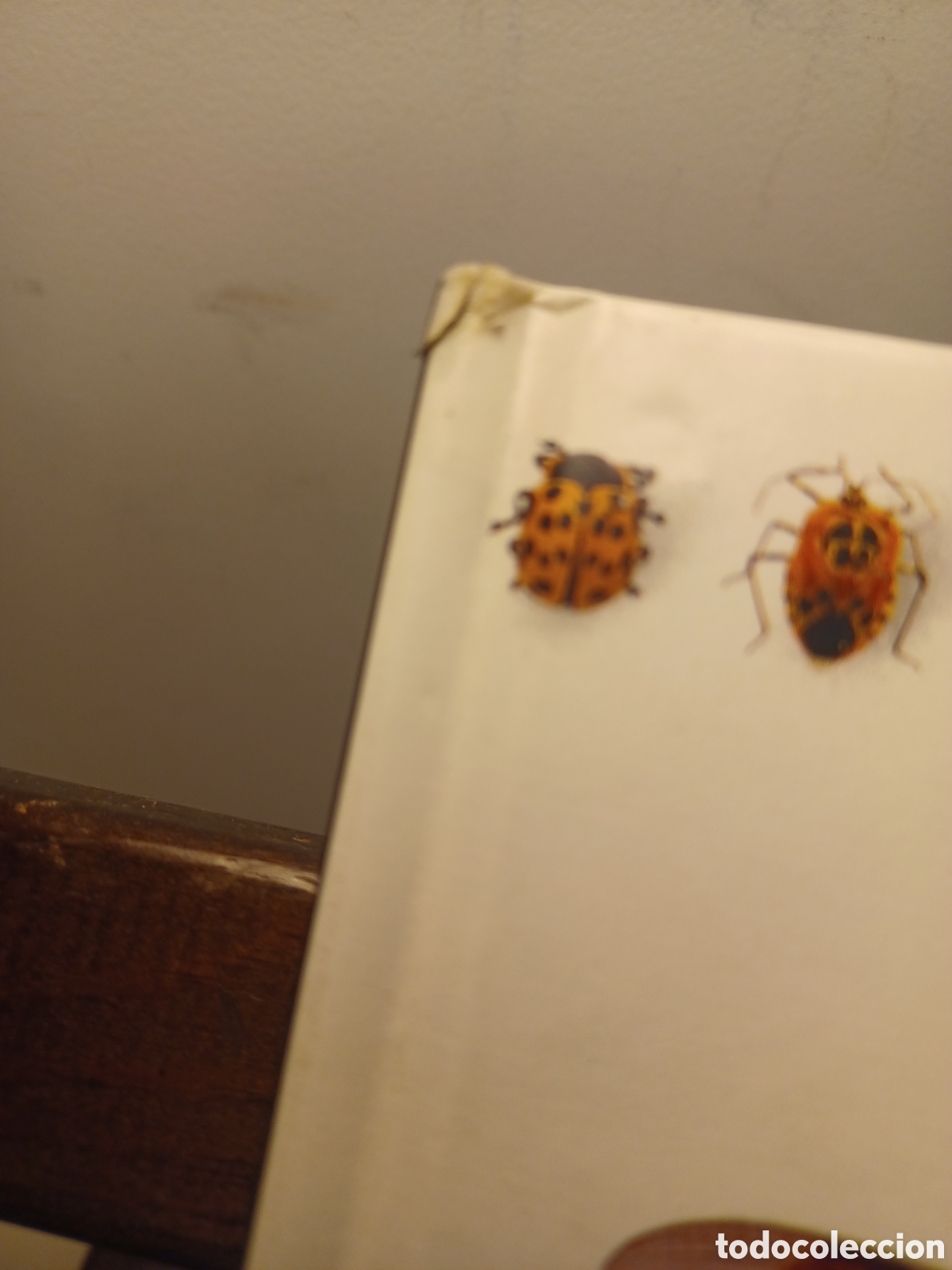 Libros de segunda mano: Los insectos/ VVAA/ Biblioteca Visual Altea, 1991 - Foto 6