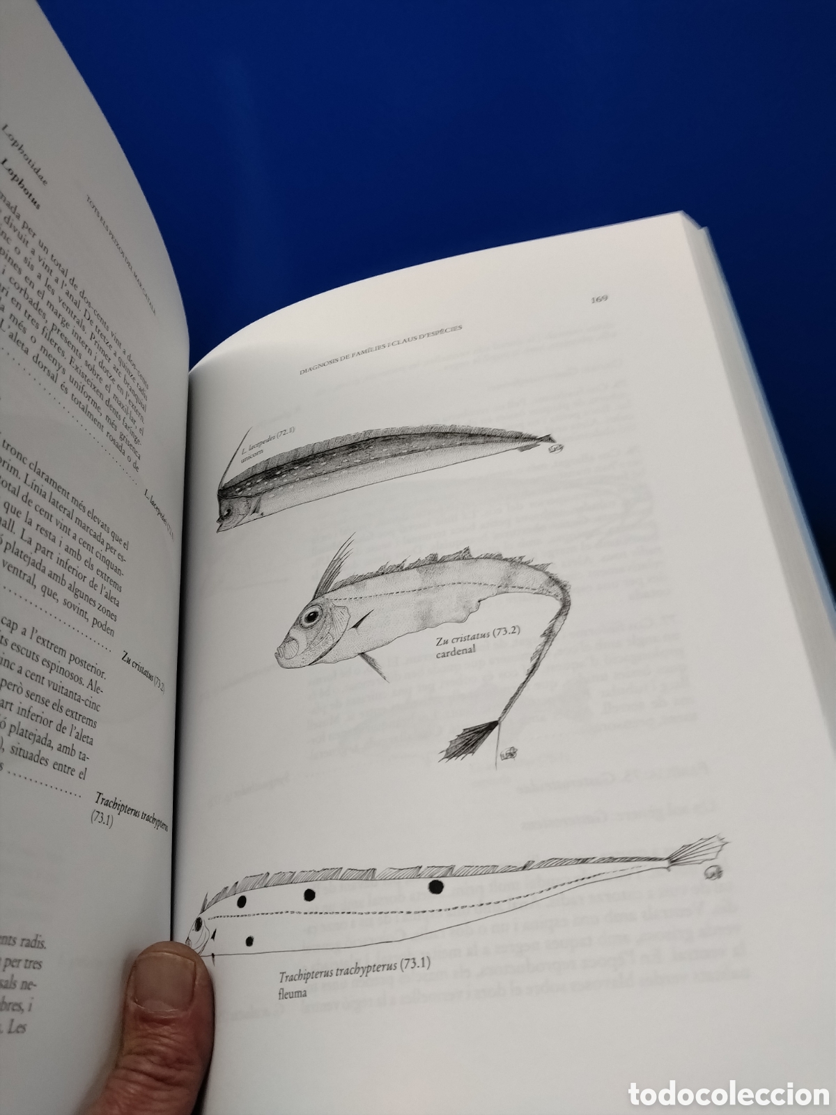Libros de segunda mano: TOTS ELS PEIXOS DEL MAR CATAL&Agrave; - VV.AA. - Foto 3