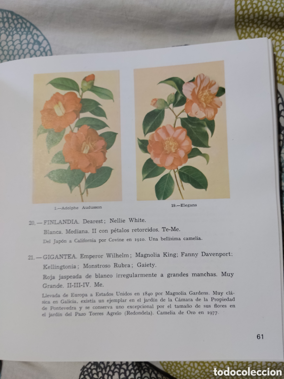 Libros de segunda mano: La camelia ( recopilaci&oacute;n) - Foto 6