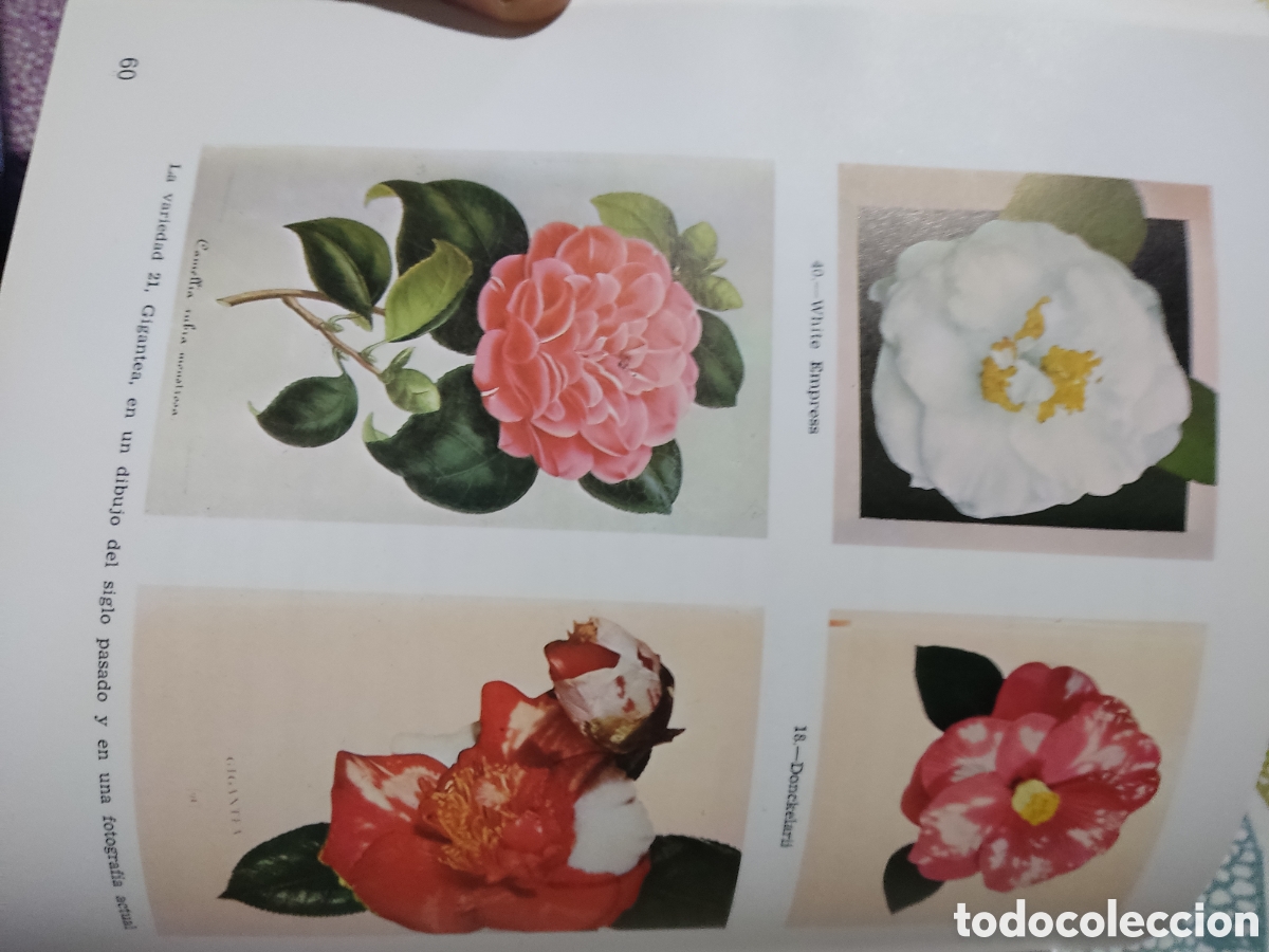 Libros de segunda mano: La camelia ( recopilaci&oacute;n) - Foto 7