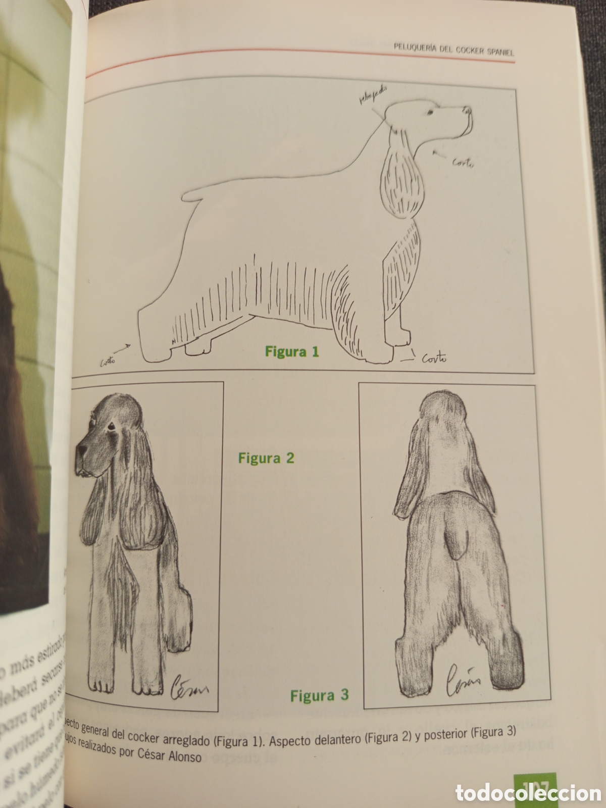 Libros de segunda mano: EL NUEVO LIBRO DEL COCKER SPANIEL INGLES (M LUSIA HERMS DE ELORZA) - Foto 8