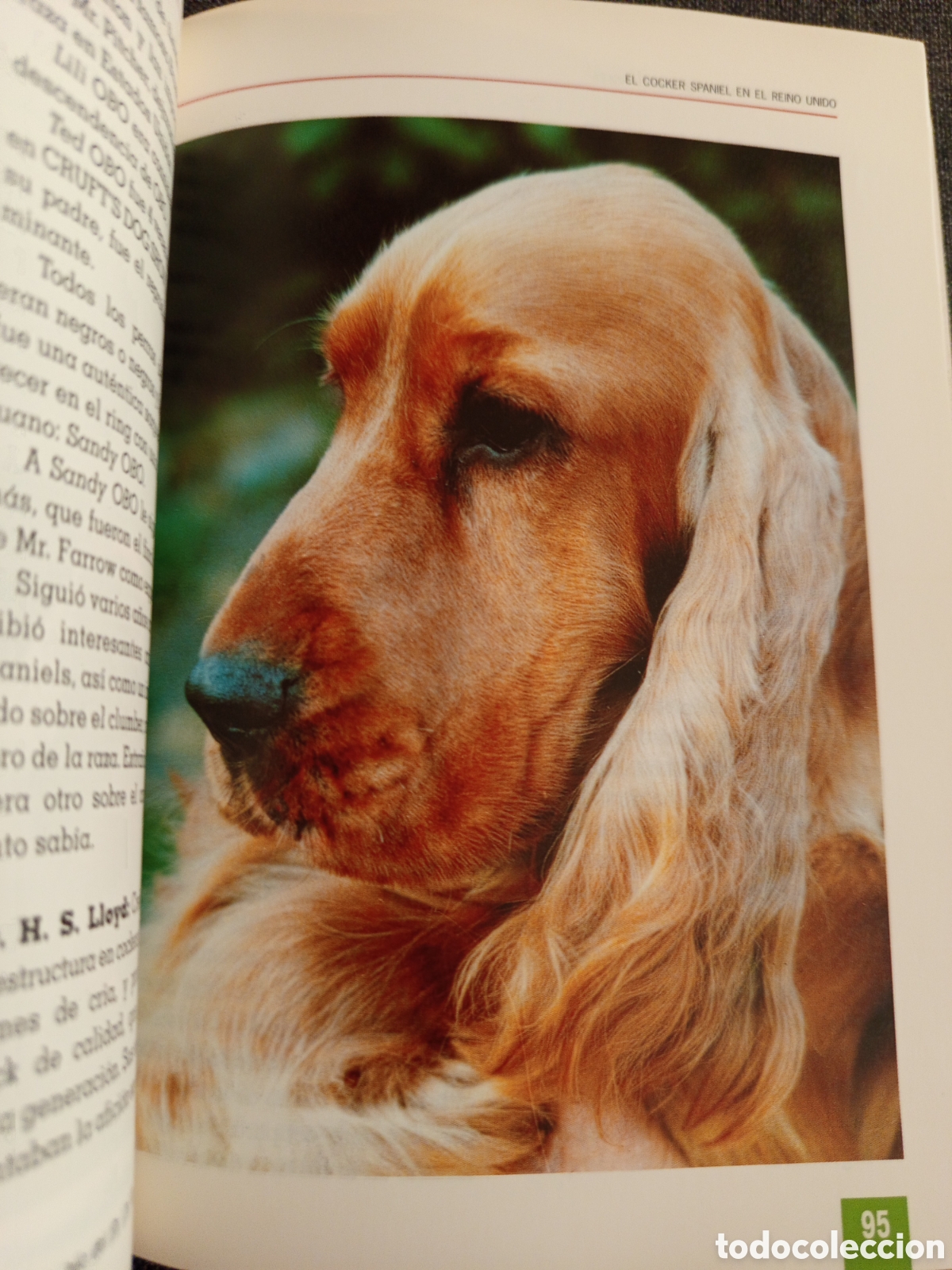 Libros de segunda mano: EL NUEVO LIBRO DEL COCKER SPANIEL INGLES (M LUSIA HERMS DE ELORZA) - Foto 10