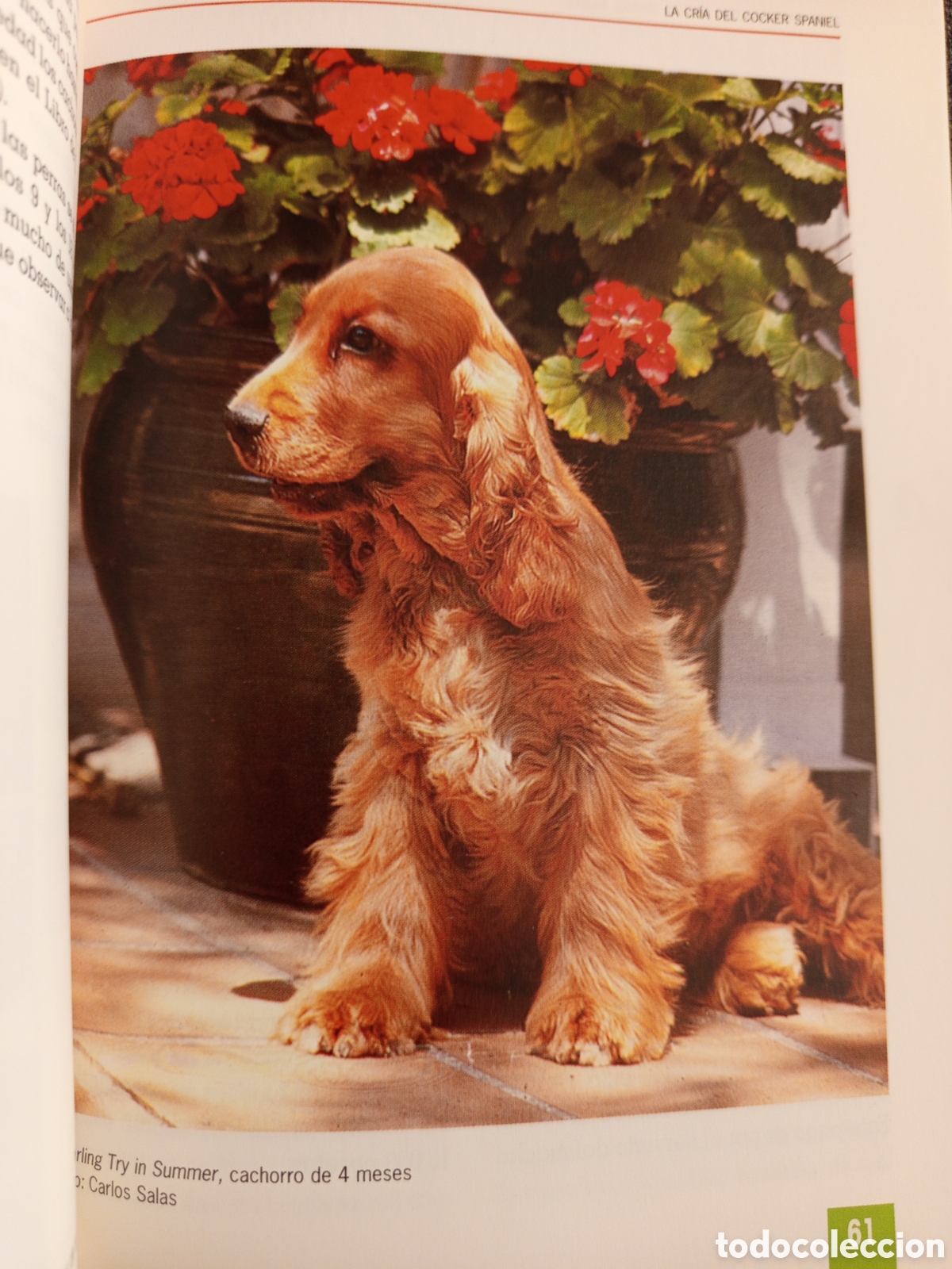 Libros de segunda mano: EL NUEVO LIBRO DEL COCKER SPANIEL INGLES (M LUSIA HERMS DE ELORZA) - Foto 11