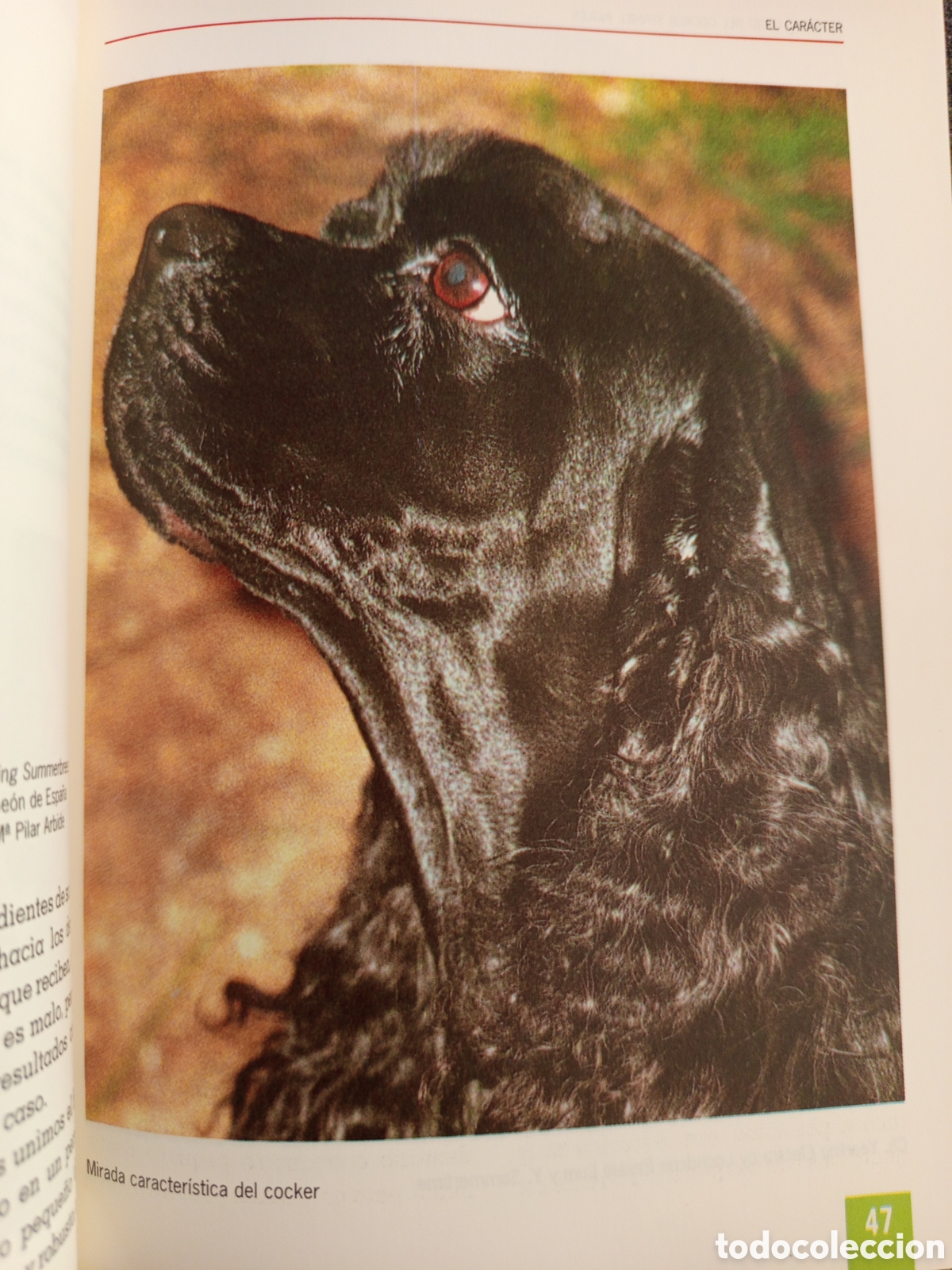 Libros de segunda mano: EL NUEVO LIBRO DEL COCKER SPANIEL INGLES (M LUSIA HERMS DE ELORZA) - Foto 12