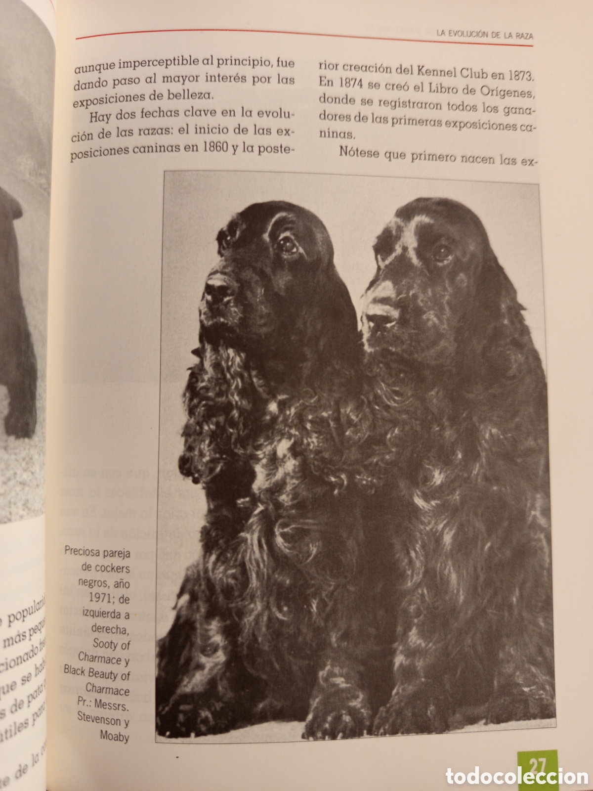 Libros de segunda mano: EL NUEVO LIBRO DEL COCKER SPANIEL INGLES (M LUSIA HERMS DE ELORZA) - Foto 13
