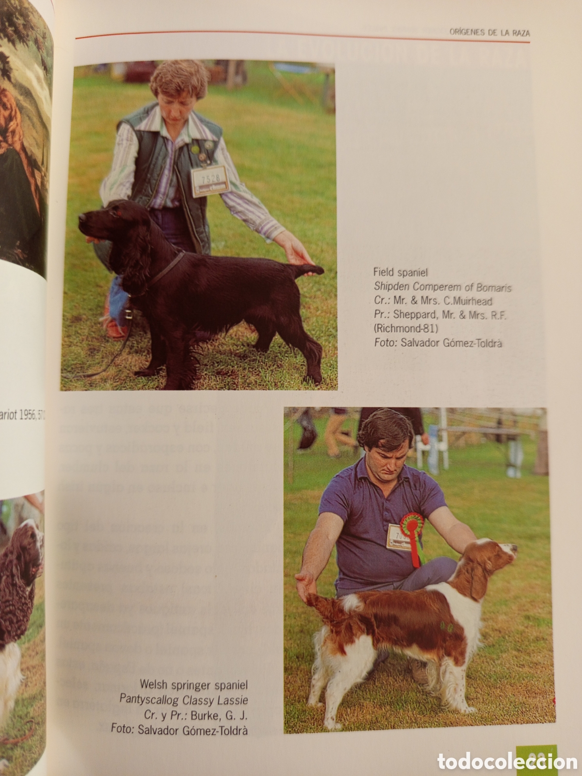 Libros de segunda mano: EL NUEVO LIBRO DEL COCKER SPANIEL INGLES (M LUSIA HERMS DE ELORZA) - Foto 14