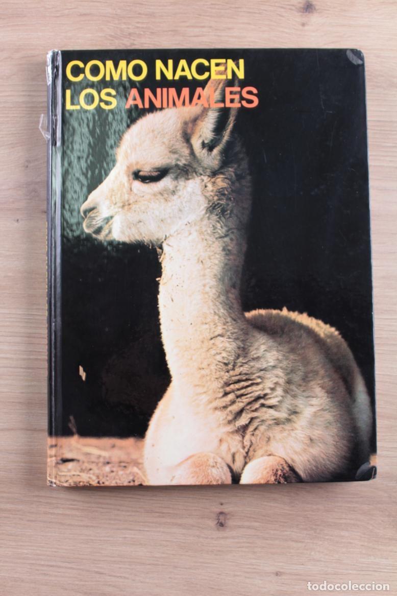 Libros de segunda mano: C&oacute;mo nacen los animales Bernard Gaudin - Foto 1