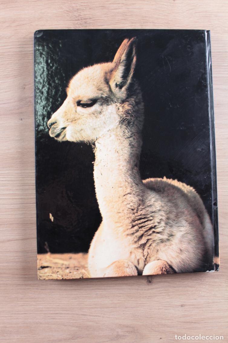 Libros de segunda mano: C&oacute;mo nacen los animales Bernard Gaudin - Foto 2