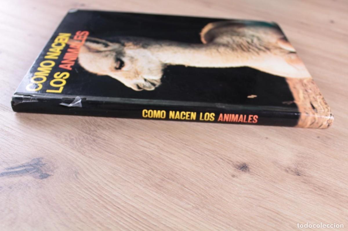 Libros de segunda mano: C&oacute;mo nacen los animales Bernard Gaudin - Foto 3