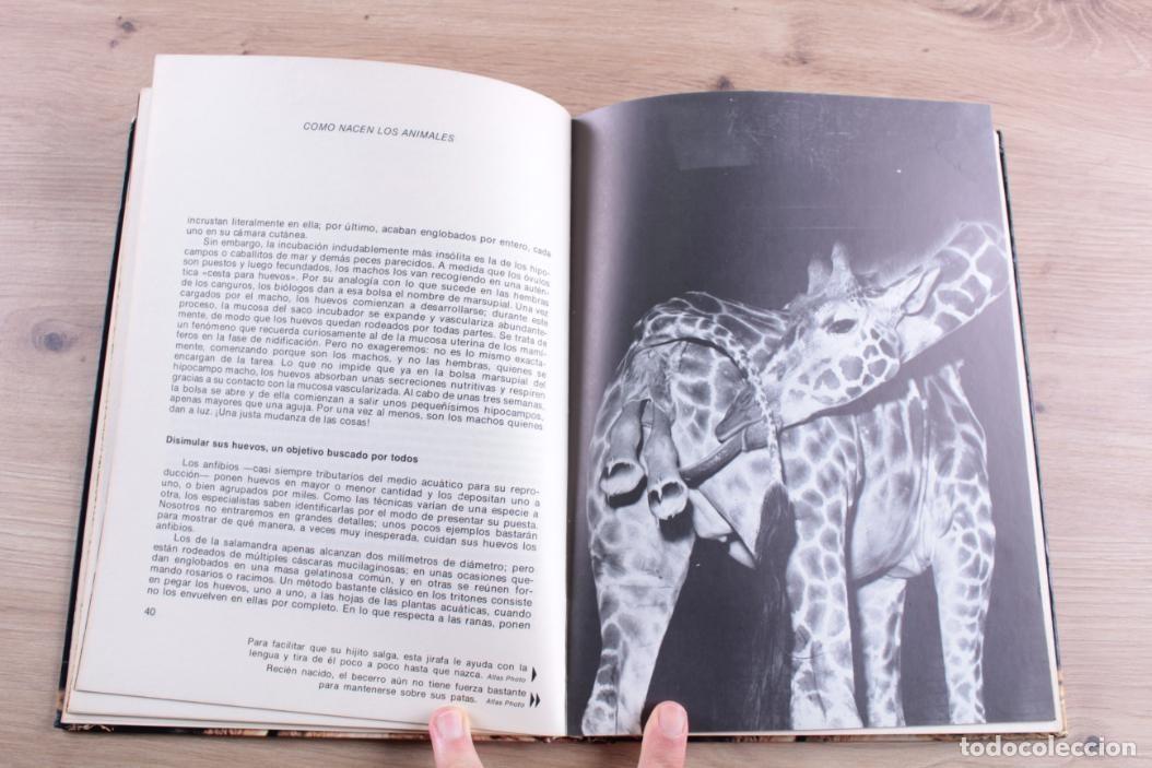 Libros de segunda mano: C&oacute;mo nacen los animales Bernard Gaudin - Foto 4