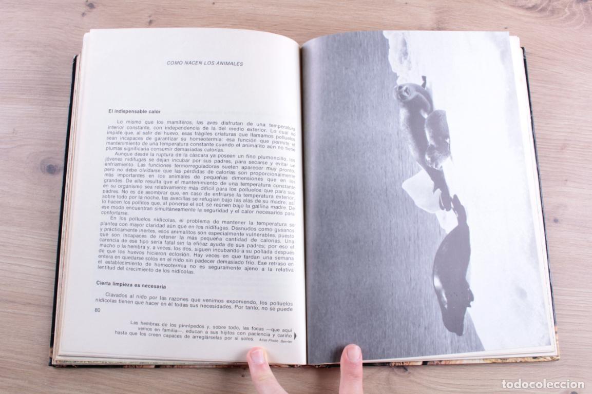 Libros de segunda mano: C&oacute;mo nacen los animales Bernard Gaudin - Foto 5
