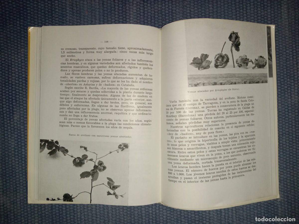 Libros de segunda mano: El avellano - Cultivo - Explotaci&oacute;n - - Foto 2