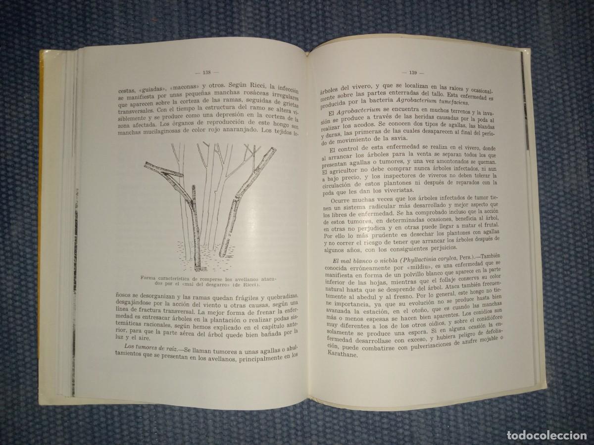 Libros de segunda mano: El avellano - Cultivo - Explotaci&oacute;n - - Foto 3