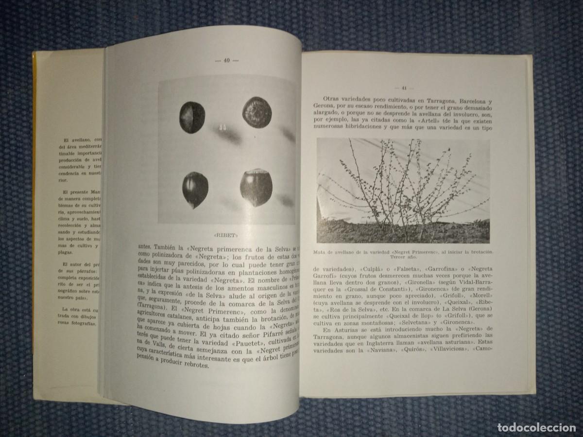 Libros de segunda mano: El avellano - Cultivo - Explotaci&oacute;n - - Foto 4