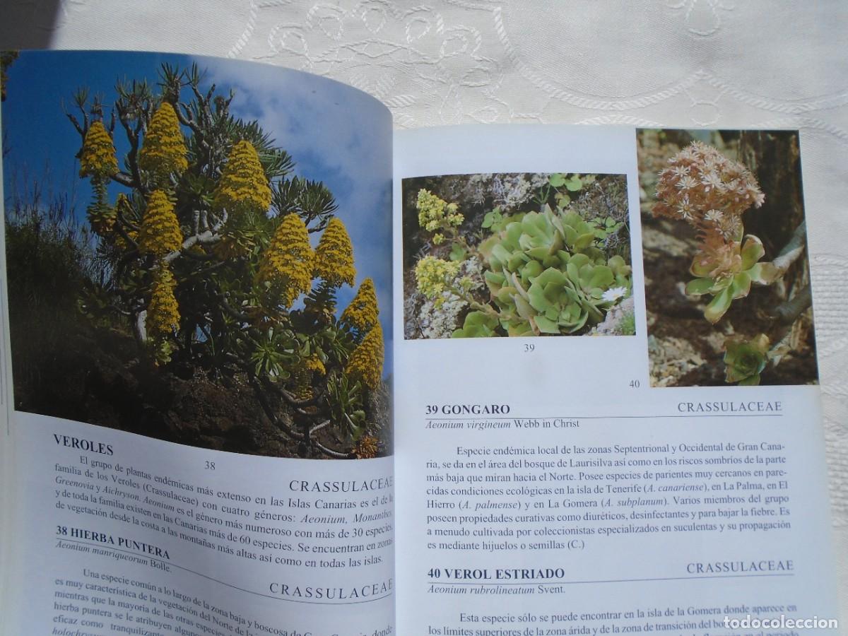 Libros de segunda mano: DAVID BRAMWELL. FLORA DE LAS ISLAS CANARIAS. 1998. PRIMERA EDICI&Oacute;N. - Foto 2
