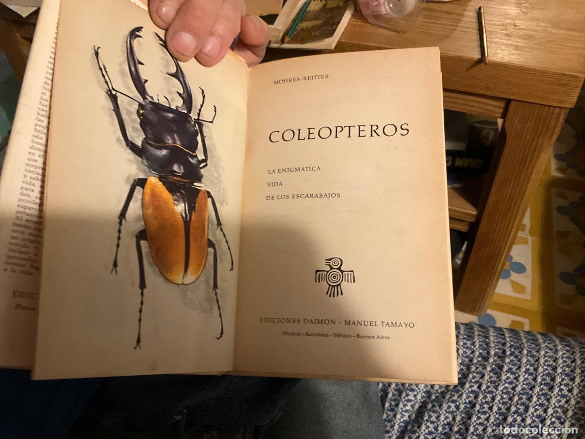 Libros de segunda mano: MOHRES REITTER : COLE&Oacute;PTEROS, LA ENIGM&Aacute;TICA VIDA DE LOS ESCARABAJOS (DAIMON) - Foto 3