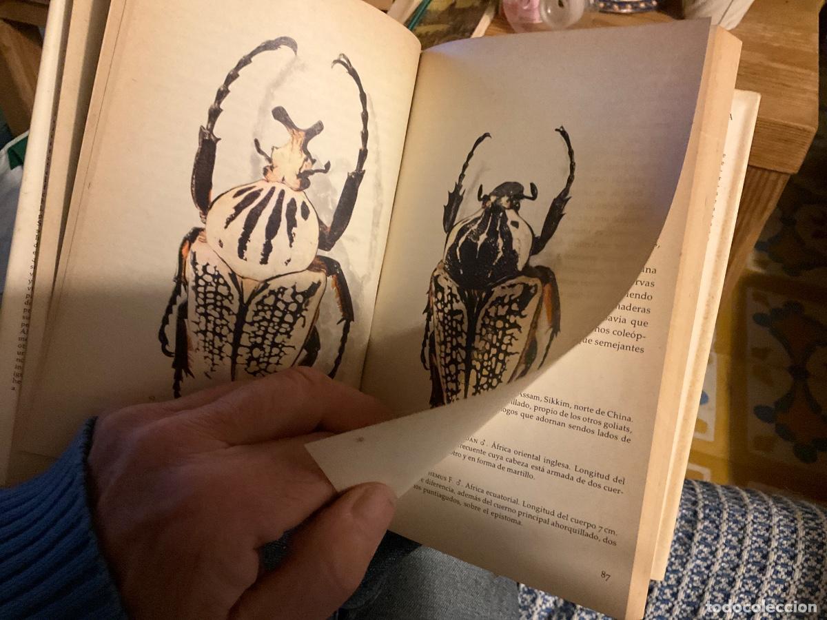 Libros de segunda mano: MOHRES REITTER : COLE&Oacute;PTEROS, LA ENIGM&Aacute;TICA VIDA DE LOS ESCARABAJOS (DAIMON) - Foto 4