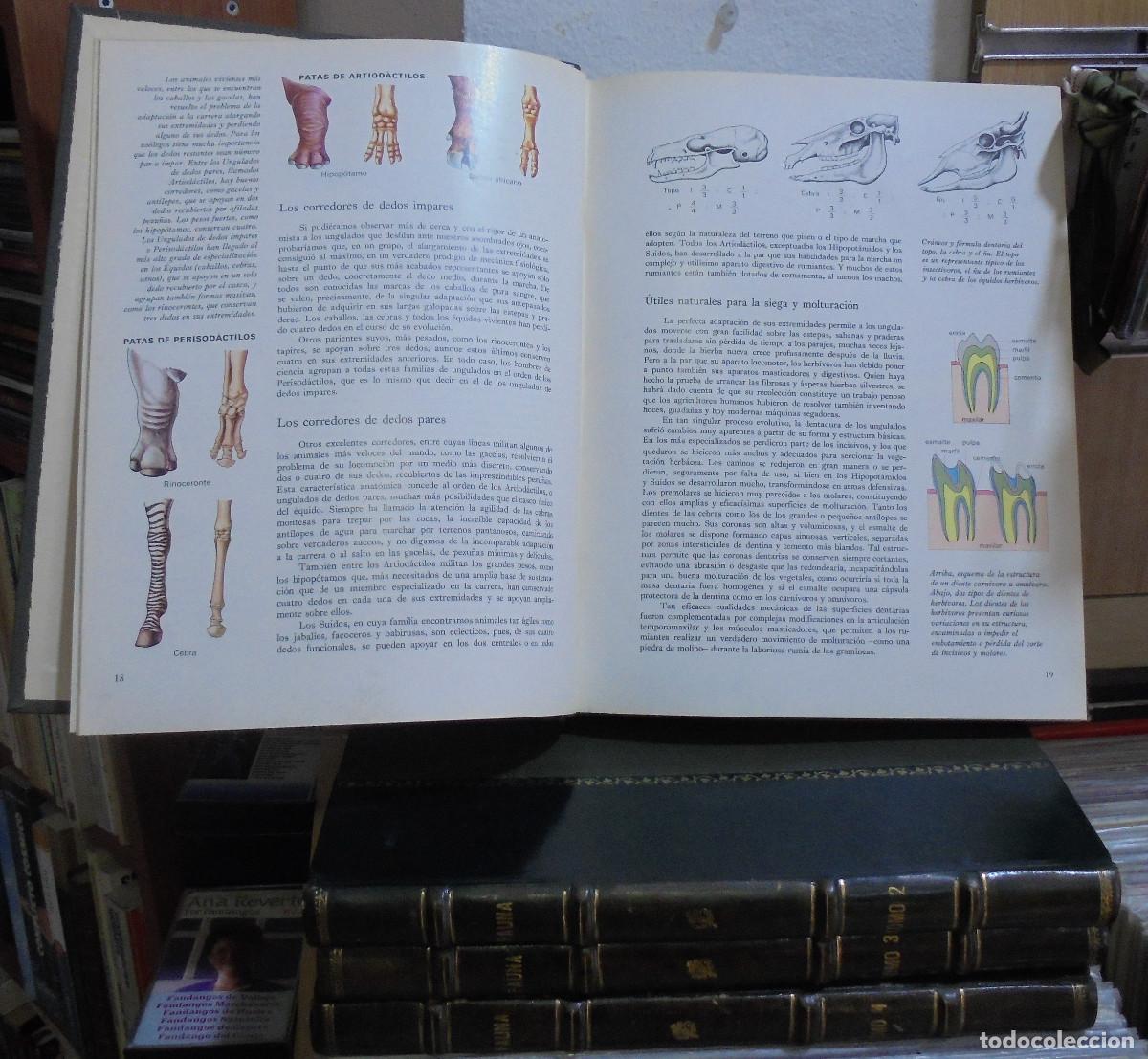 Libros de segunda mano: Fauna - 4 tomos (en muy buen estado) - Foto 2