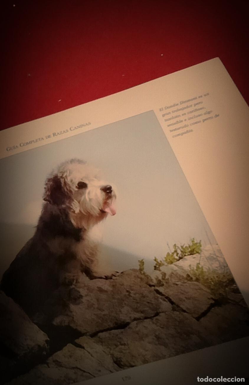 Libros de segunda mano: GUIA COMPLETA DE RAZAS CANINAS - Foto 7