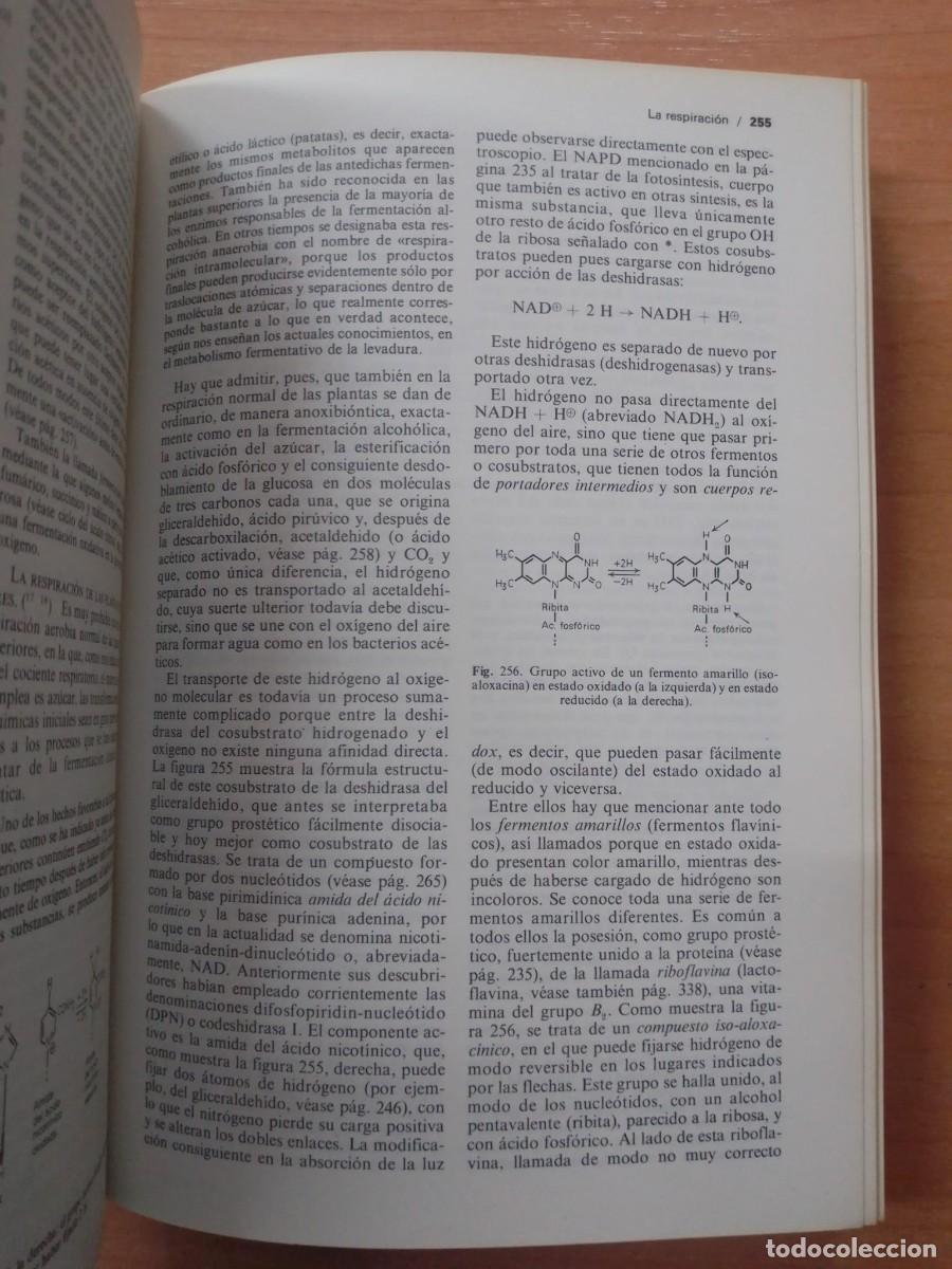 Libros de segunda mano: Tratado de Bot&aacute;nica, de Strasburger, Noll, Schenck y Schimper - Foto 3