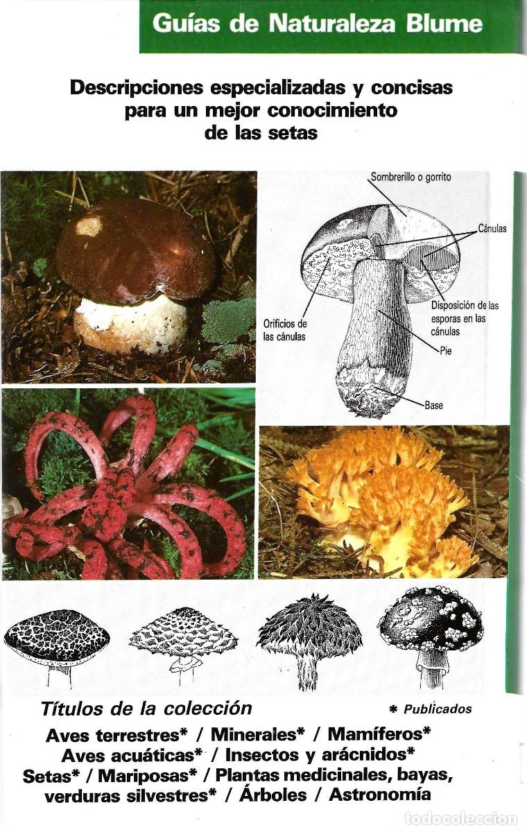 Libros de segunda mano: SETAS GU&Iacute;AS DE NATURALEZA BLUME - Foto 2