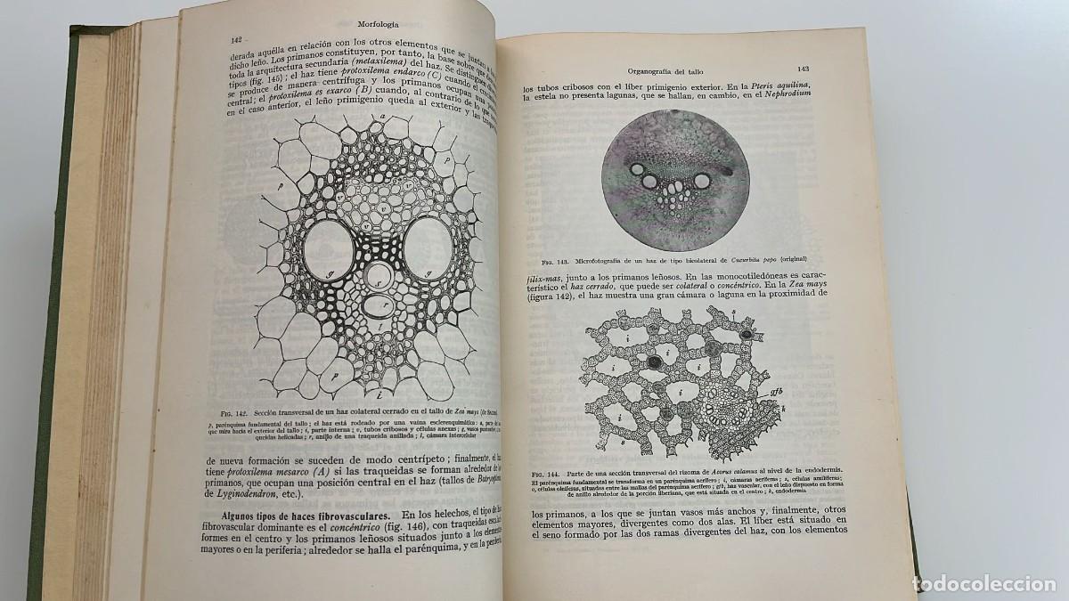 Libros de segunda mano: Tratado de Bot&aacute;nica. 1965 - Foto 9