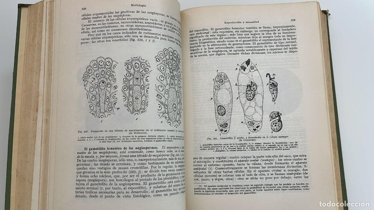 Libros de segunda mano: Tratado de Bot&aacute;nica. 1965 - Foto 10