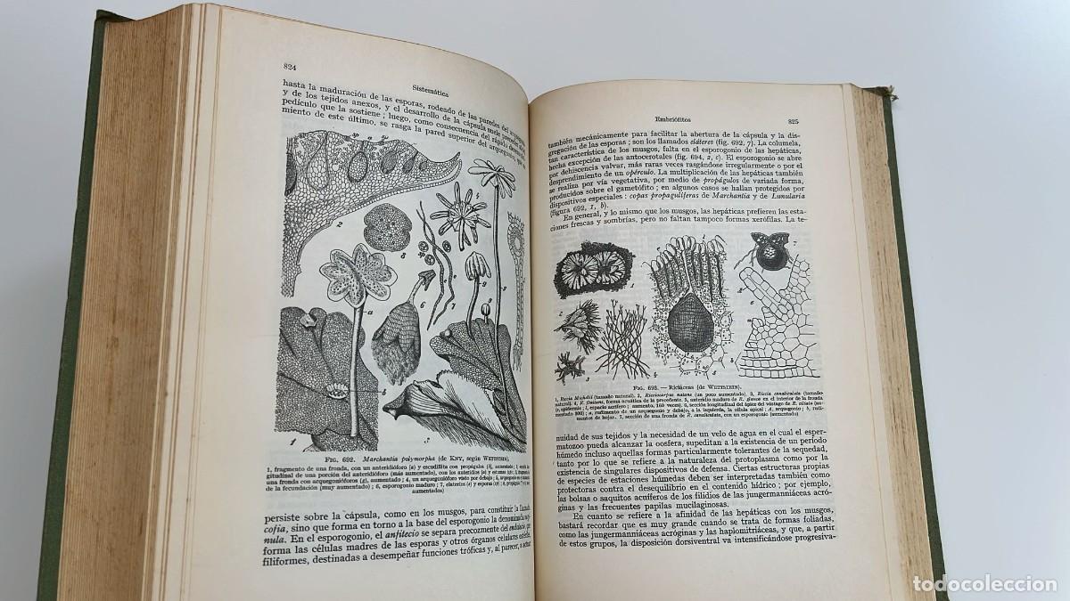 Libros de segunda mano: Tratado de Bot&aacute;nica. 1965 - Foto 11