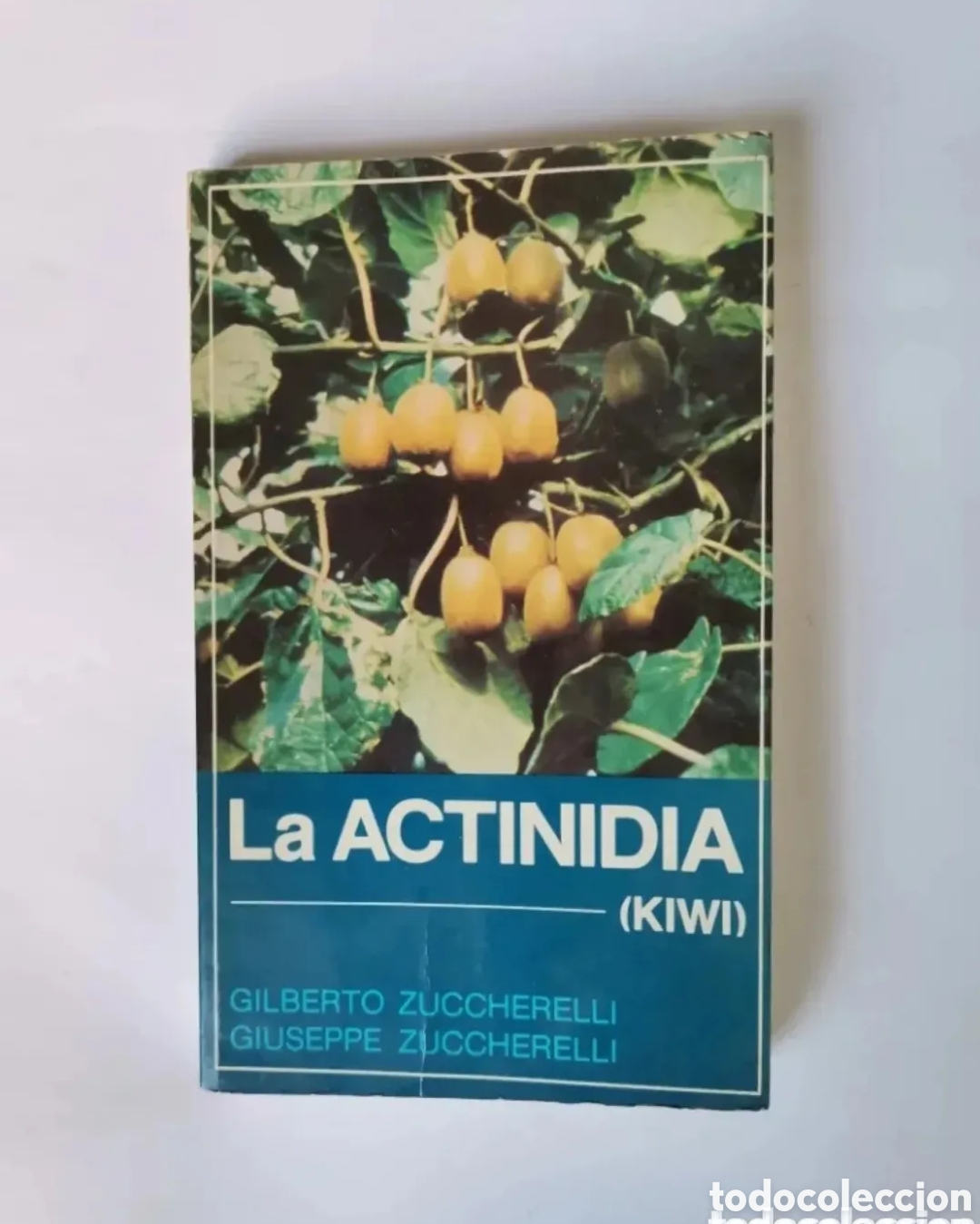 Libros de segunda mano: La actinidia (kiwi) Gilberto Zucchereli - Foto 1